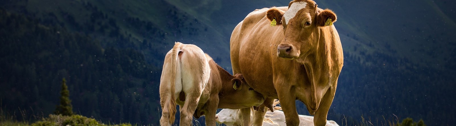 Image by Ilona Ilyés from Pixabay of cows at pasture