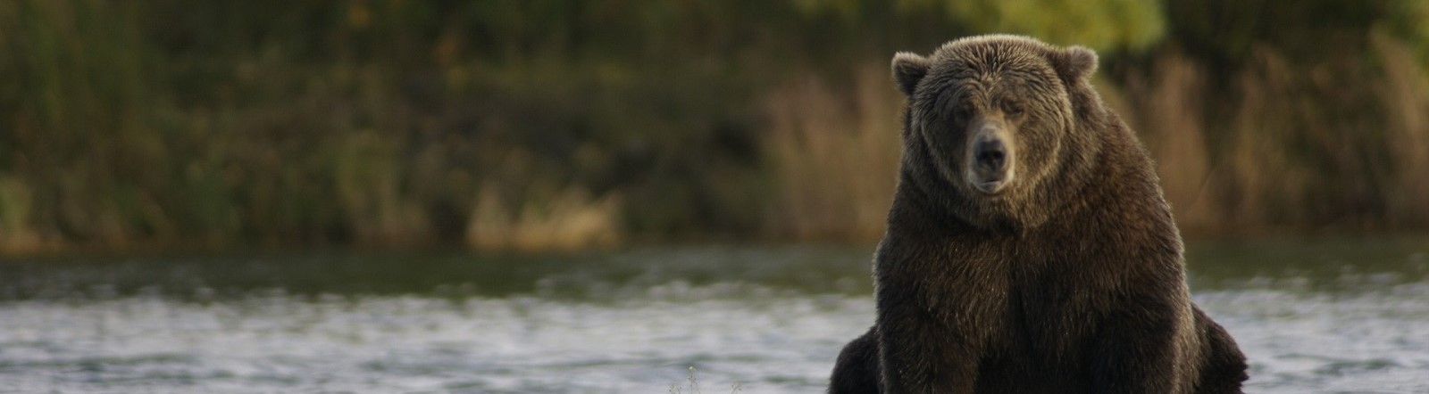 Image by 272447 from Pixabay of brown bear sitting in water