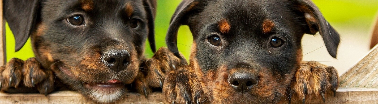 Image by kim_hester from Pixabay of two puppies
