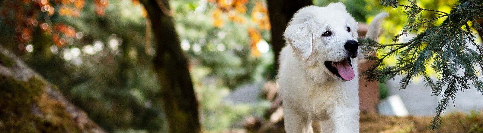 Photo of puppy walking in the woods